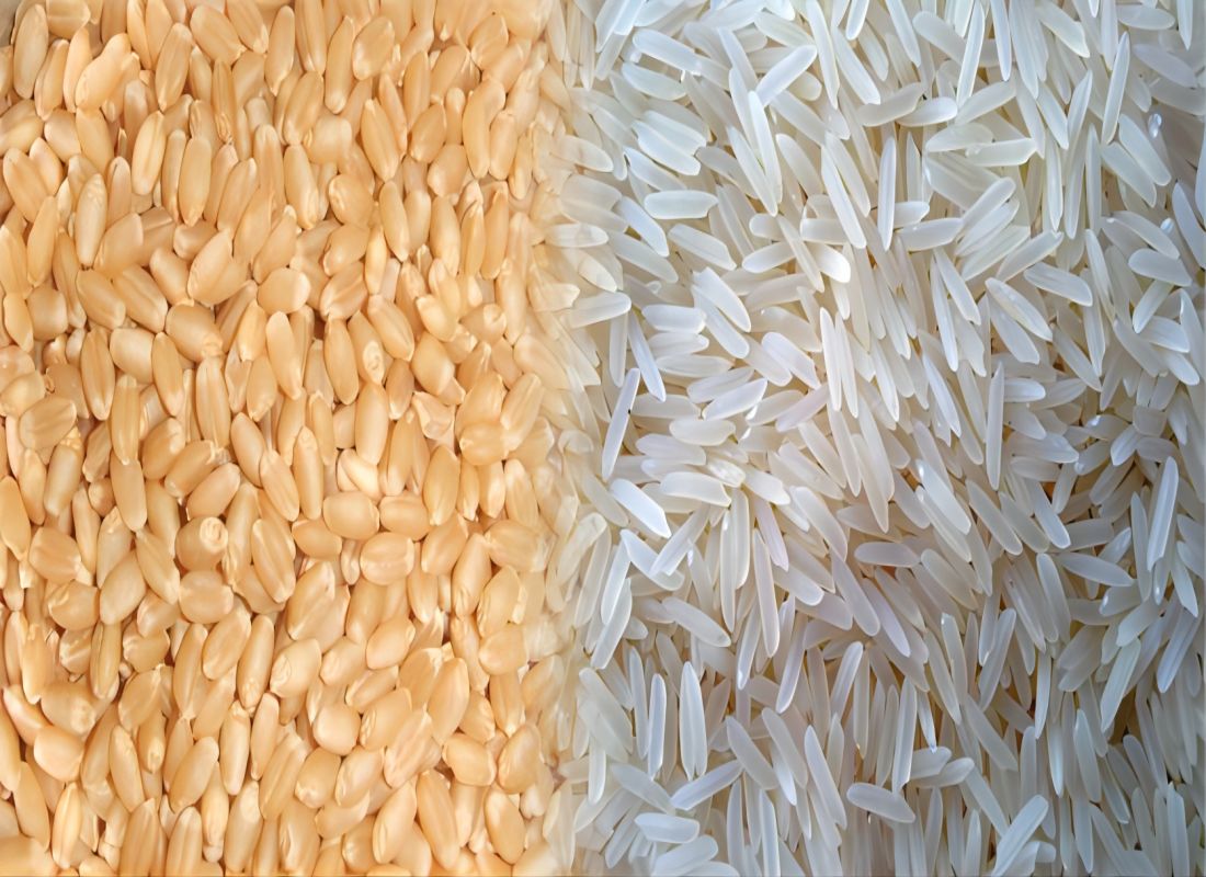 La production mondiale de riz atteint un record pour 2023-2024
