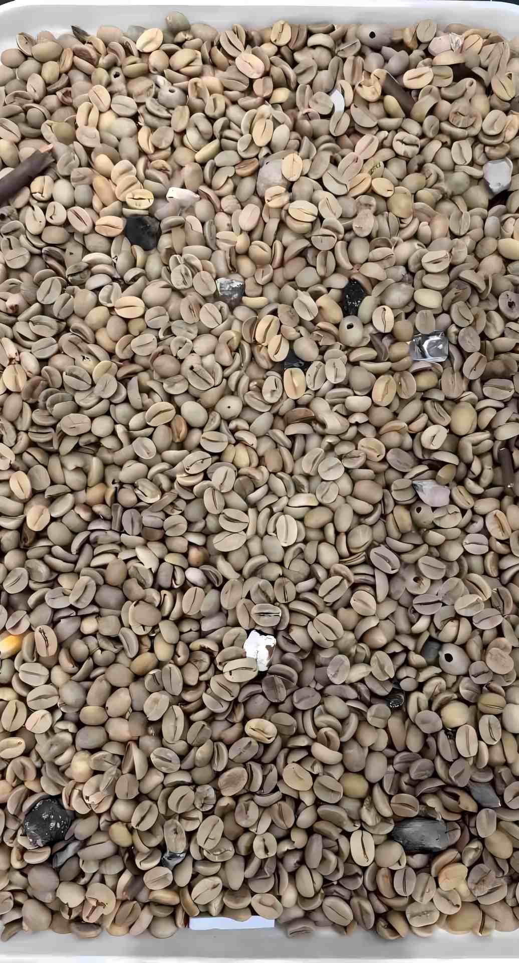 Coffee bean color, insect eyes, and impurity sorting