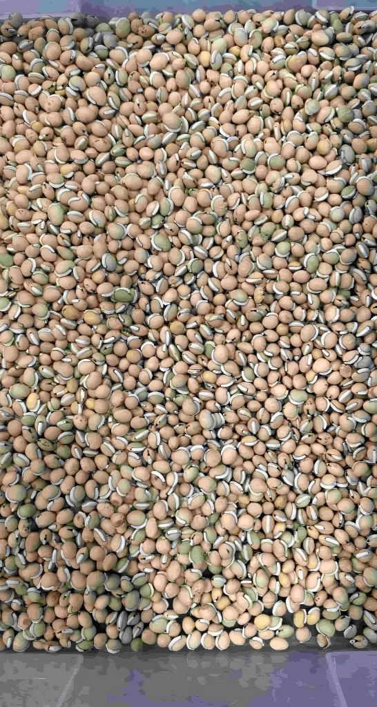 White hyacinth bean  wormhole, crushing, impurity sorting