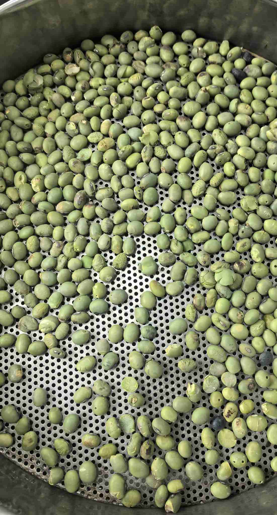 Sorting green pea with wormhole
