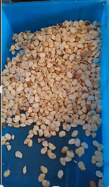 Fava Bean Shelling